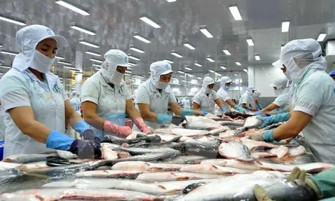 Giá giảm sâu, xuất khẩu cá tra sang Mỹ vẫn tăng trưởng